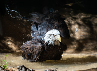 Bald Eagle Bath