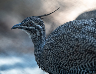 Pheasant