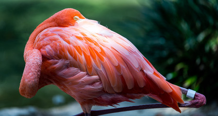 Flamingo