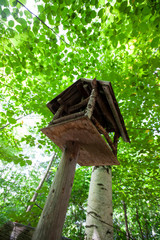 squirrel house on tree