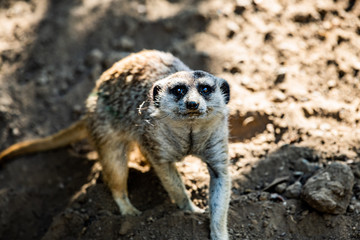 Meerkat