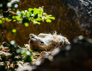 Sleeping Meerkat