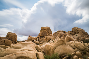 Joshua Tree Rocks