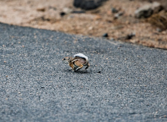 Running Chipmunk