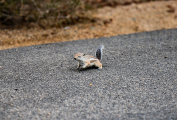 Running Chipmunk