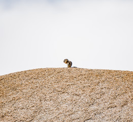 Chipmunk on Rock