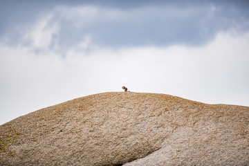 Chipmunk on Rock