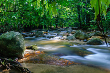 stream in the forest