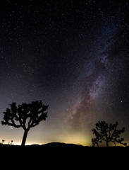 Obraz na płótnie Canvas Joshua Tree Milky Way