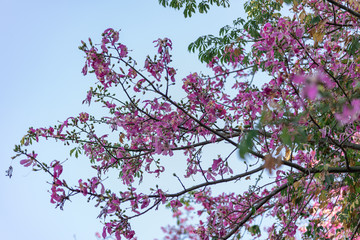 Pink flowers of the Paineira tree (Chorisia speciosa) and its exuberant beauty