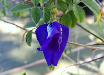 A blue Asian pigeonwings flower, also known as butterfly pea