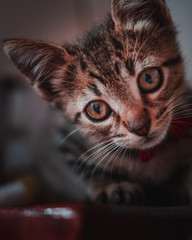 Pequeña gatita mirando a la camara