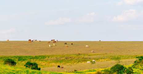 Obraz premium Production and livestock fields on the border of Brazil and Uruguay
