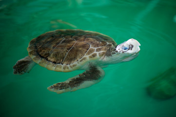 rescue sea turtle recovers in rehabilitation tank