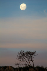 full moon and tree