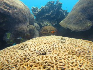 large manicina areolata thailand © Porter Images