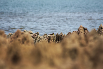 bird on the rock