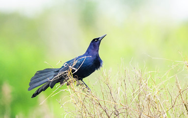 Crow of a Feather