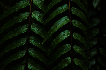 Obraz na płótnie Canvas Wet dark green fern leaf