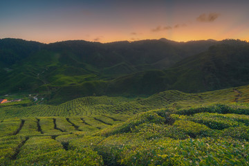 beautiful sunset at a tea plantation at cameron highlands