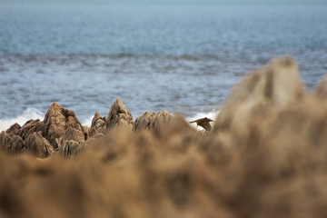 birds on rock