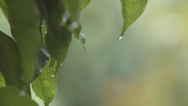 closeup water dropping from leaf in raining season, still camera , selective focus