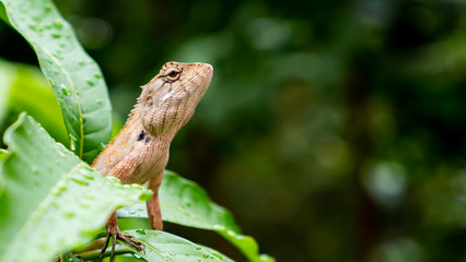 Close up lizard on tree