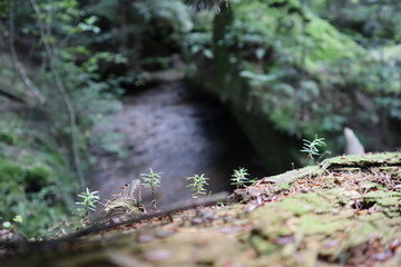 nature