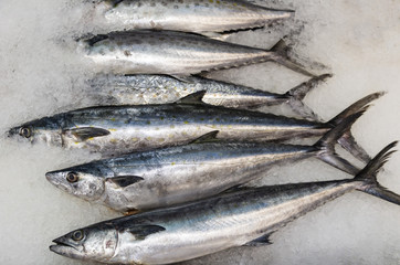 Sierra mackerel on ice for sale at a fish market in San Pedro, California. 