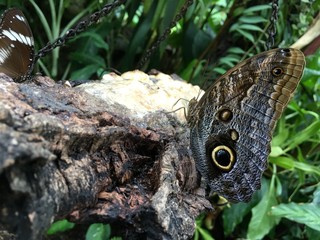 Natural Science Museum Butterfly Exhibit