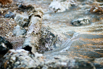 Mud skipper on the rock 