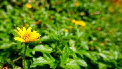 Singapore dailsy with green leaf