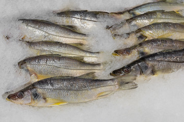 Snook or robalo for sale at a fish market in San Pedro, California. 