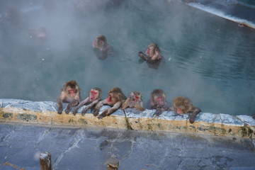 Monkeys in a Hot Spring in Hokkaido, Japan