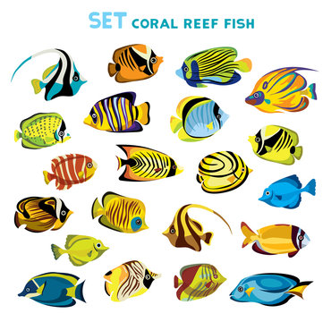 Set of coral reef fishes.
