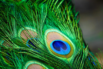 peacock feather close up