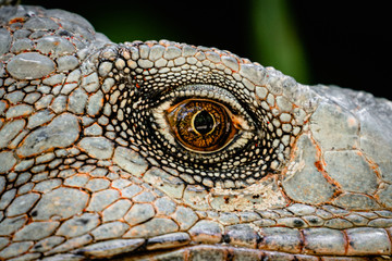Obraz premium Close up of the eye of an iguana