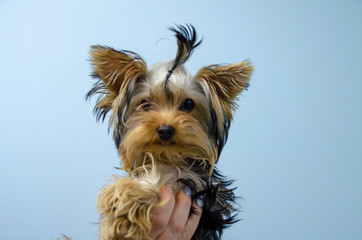 York puppy on a blue background