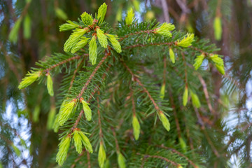 Fir branches with fresh shoots in spring.