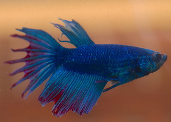 Turquoise and Blue Siamese fighting fish in a home aquarium Beta fish 
