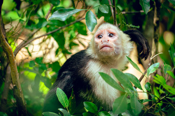 White faced monkey looking at the sky