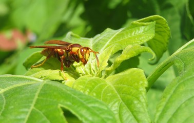 Big tropical wasp on green leaves background in Florida nature