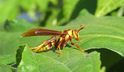 Big tropical wasp on green leaves in Florida nature, closeup