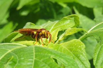 Tropical wasp resting on green leaves in Florida nature, closeup