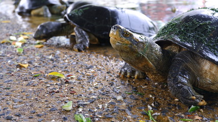 Turtle in the water pond