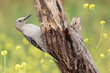 Golden-fronted woodpecker perched on a trunk backyard feeder