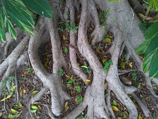 Closeup of tree roots showing out of the ground.