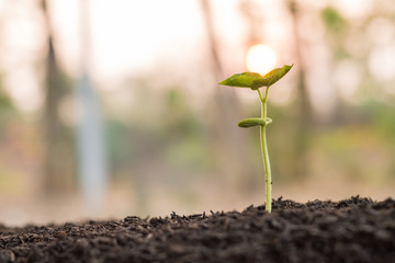 the seedling are growing from the rich soil to the morning sunlight that is shining and green nature bokeh background, new life growth ecology business financial progress, earth day, ecology concept