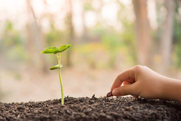 hand holding and caring a green plant over lighting background, planting tree, environment, background.agriculture, horticulture. plant growth evolution from seed to sapling, ecology concept.