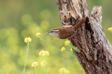 Carolina wren perched on a branch in a backyard home feeder